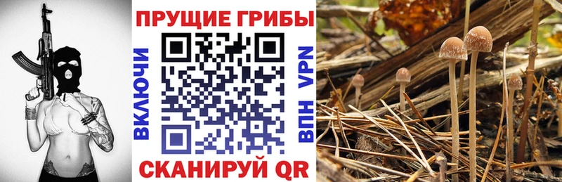 Псилоцибиновые грибы мицелий  Очёр 